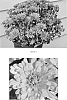 plant%20named%20%27CIFZ0008%27