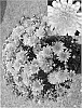 plant%20named%20%27CIFZ0006%27