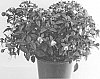 Fuchsia%20plant%20named%20%27FWUCA23-0%27