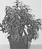 Fuchsia%20plant%20named%20%27FWINW12-1%27
