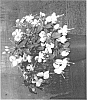Fuchsia%20plant%20named%20%27FWUWW22-0%27