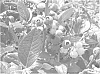 Blueberry%20plant%20named%20%C3%A2%E2%82%AC%C5%93BB06-540FL-12%C3%A2%E2%82%AC%C2%9D