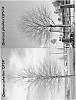Oak%20tree%20named%20%27Greenenvy%27