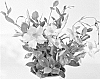 plant%20named%20%27Duemalasopi%27
