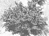 Barberry%20plant%20named%20%27Mimi%27
