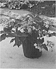 plant%20named%20%27MAKD%27