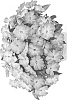 plant%20named%20%27DHAR353%27