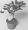 plant%20named%20%27LEELADE205%27