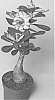 plant%20named%20%27LEELADE202%27