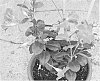 plant%20named%20%27Duemarpi%27