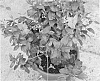 plant%20named%20%27Duemalapi%27