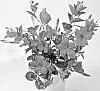 plant%20named%20%27Duemalaneo%27