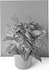 plant%20named%20%27BKCELOR%27