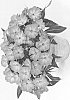 plant%20named%20%27DHAR397%27