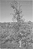 Apple%20tree%20named%20%27REGAL%2011-79%27