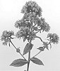 Phlox%20paniculata%20plant%20named%20%27Green%20Lady%27