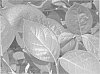 Blueberry%20plant%20named%20%27BB07-210FL-18%27