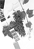 Grapevine%20%27IFG%20Twelve%27