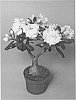 plant%20named%20%27LEELADE207%27