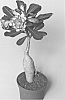 plant%20named%20%27LEELADE206%27