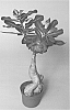 plant%20named%20%27LEELADE204%27