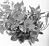 plant%20named%20%27Duemalare%27