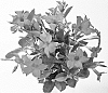 plant%20named%20%27Duemarhopi%27