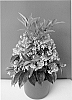 plant%20named%20%27Queen%20Pablo%27