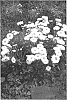 plant%20named%20%27Shapcott%20Summer%20Clouds%27