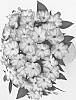 plant%20named%20%27%20DHAR354%27