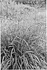 plant%20named%20%27Cape%20Breeze%27