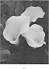 Calla%20lily%20plant%20named%20%27Hot%20Butter%20BLZ%27