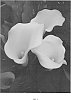 Calla%20lily%20plant%20named%20%27Hot%20Butter%20BLZ%27