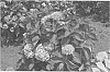Hydrangea%20macrophylla%20plant%20named%20%27show%20stopper%27