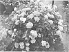 Hydrangea%20Macrophylla%20Plant%20Named%20%27Little%20Bo%20Peep%27