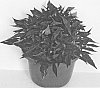 Ipomoea%20plant%20named%20%27ISGBU07-0%27