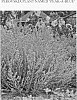 Perovskia%20plant%20named%20%27WALPPB%27