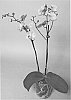 PHALAENOPSIS%20PLANT%20NAMED%20%27SUPHAL1311%27