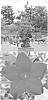plant%20named%20%27Sunparasure%27