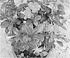 plant%20named%20%27Duemarros%27