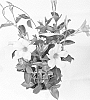 plant%20named%20%27Duemiawibu%27