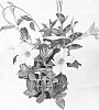 plant%20named%20%27Duemiawibu%27