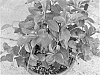 plant%20named%20%27Duemiare%27
