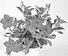 plant%20named%20%27Duemarre%27