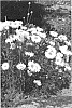 plant%20named%20%27Shapcott%20Ruffles%27
