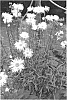 plant%20named%20%27Shapcott%20Gossamer%27