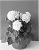 plant%20named%20%27BKDAWHT%27