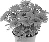 plant%20named%20%27Duetisweka%27