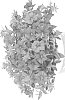 plant%20named%20%27Duealkohopi%27