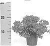 plant%20named%20%27PKM02%27